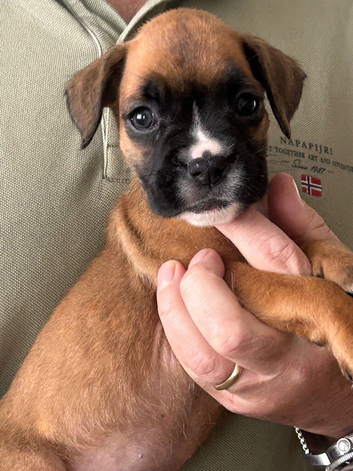 Stunning litter ready 16th June