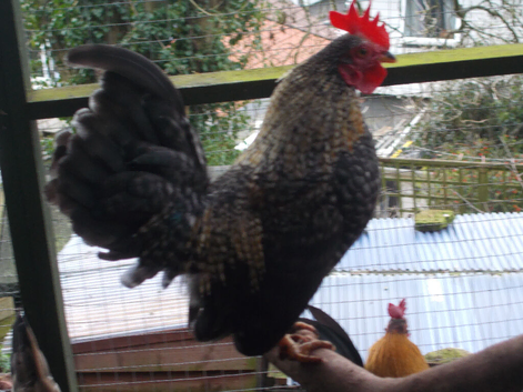 Young Serama Cockerel