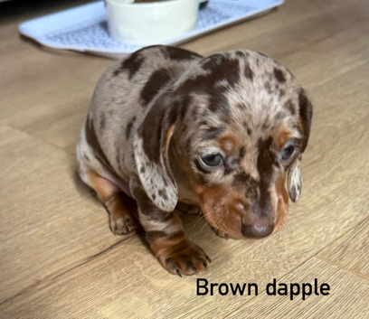 Miniature dachshund puppies