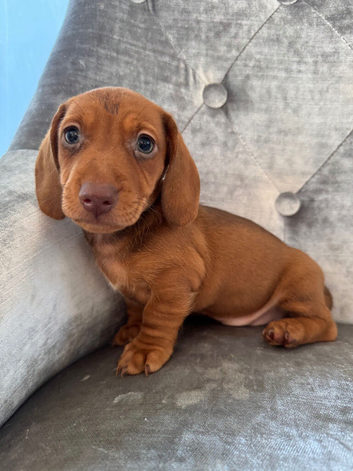 Miniature dachshund