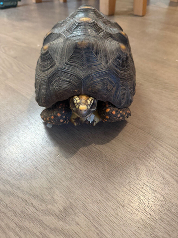 Red foot tortoise