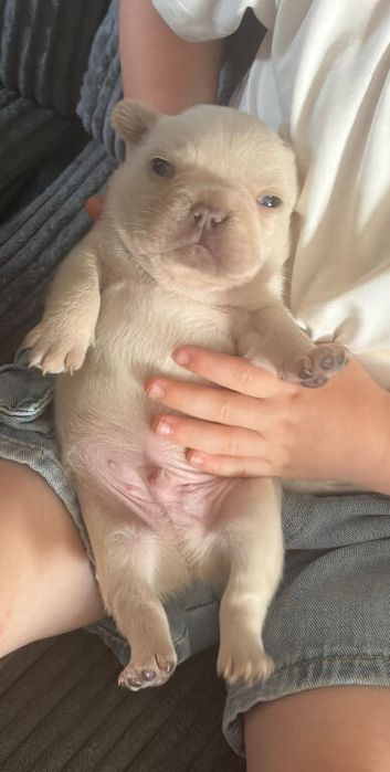 French Bulldog Pups