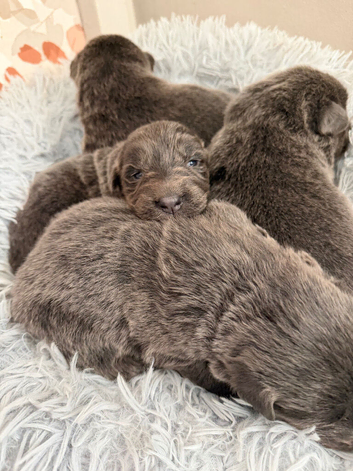 German shepherd puppies
