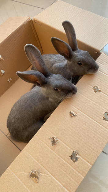 Grey rabbit for sale 6 months old female and male