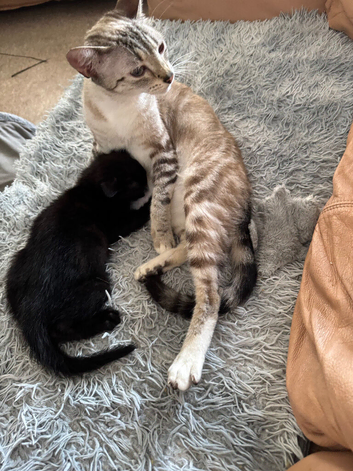 Price Reduced &ndash; Stunning cross Bengal Kittens Ready Now