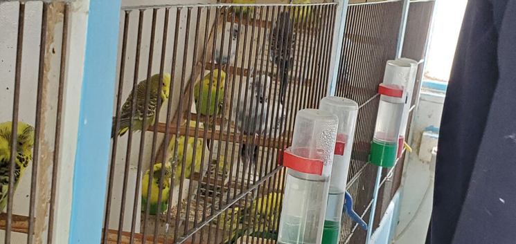 Recessive pied budgies joblot