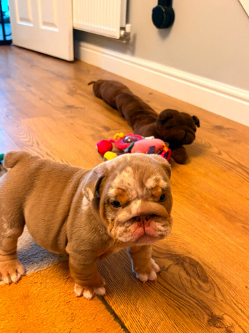 7 week 5th generation British bulldog puppies