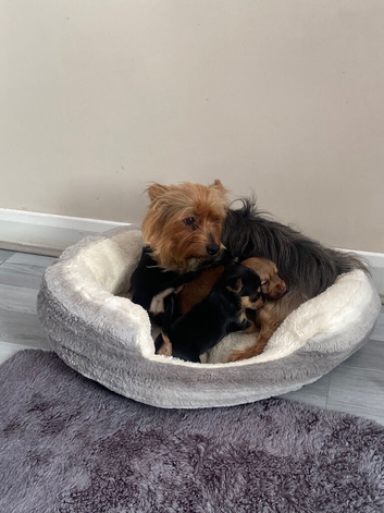 Chorkie pups