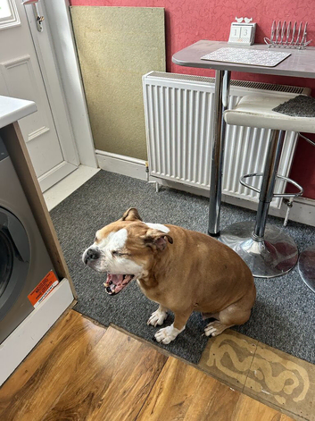 Need to re-home my dad's dog as he passed away and I have two off my own