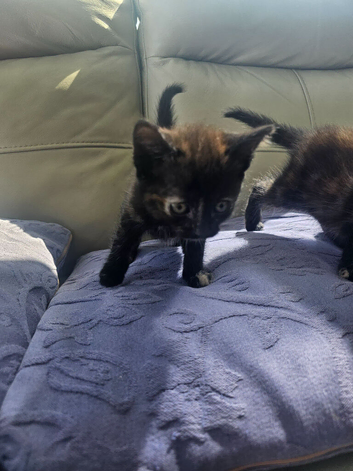 Cute little kittens