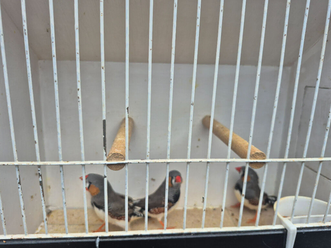 Male zebra finches.