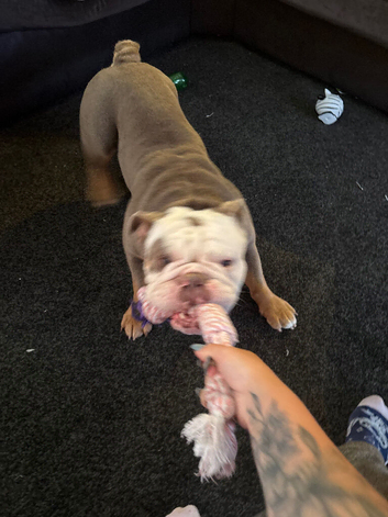 3 year old male English bulldog