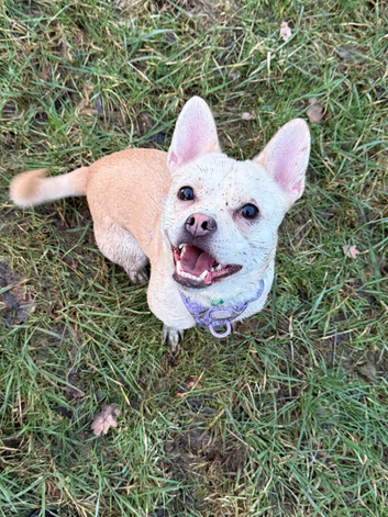 French Bulldog Cross