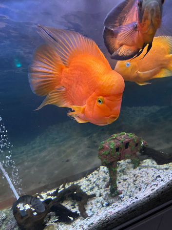 Male and female