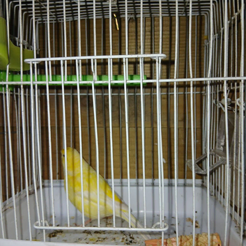 Male canary ready for breeding