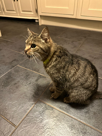 Adult Cat (Chilli) looking for a loving home