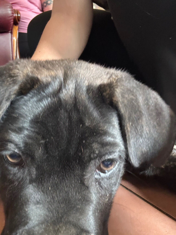 Beautiful Cane corso puppy