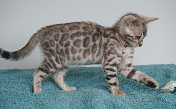 Bengal Girl Kitten Ready Now