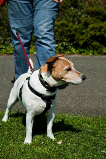 Dog Walking Plymouth