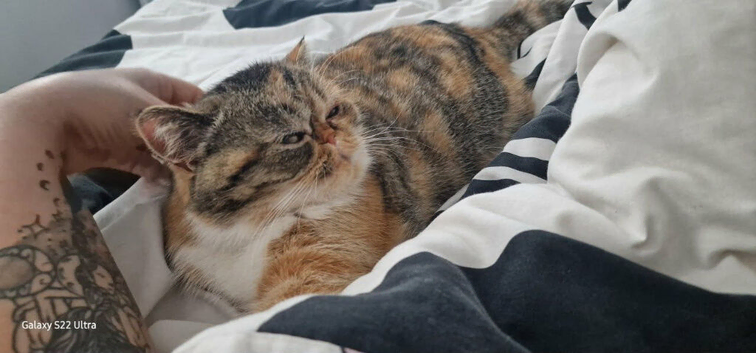 Female British shorthair
