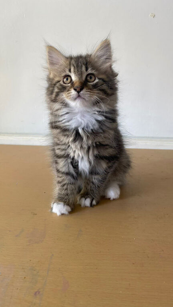 Fluffy kitties