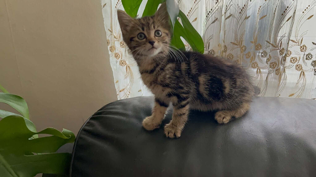 9 weeks old kittens ready in 3 weeks
