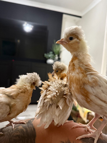 Polish chicks