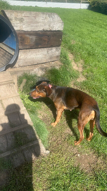 Doberman X