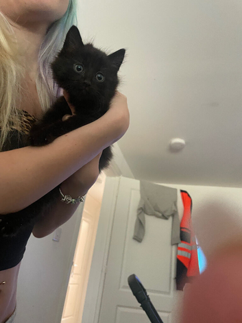 3 black kittens &pound;60 can deliver them if needed