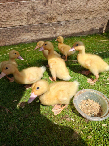 Cherryvalley ducklingsI