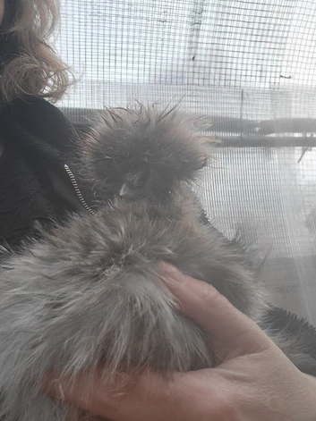 Beautiful  usa bearded silkie roosters