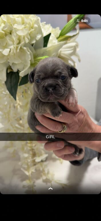 Puppy&rsquo;s for sale