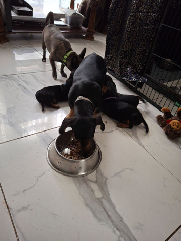 2 boys 2 girls Dachshund puppies for sale