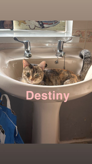 Female tabby for sell