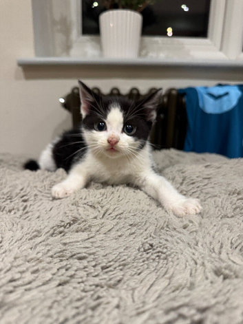 Cute little baby boy looking for forever loving home