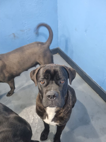 Pure Italian cane corso puppy