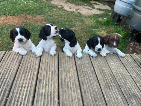 Beautiful springer spaniel pups for sale