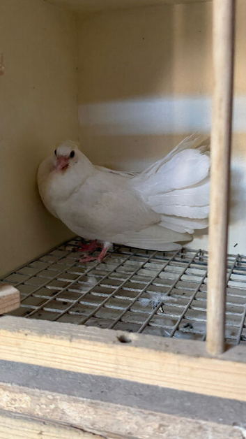 White Fantails chick