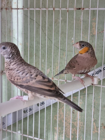 Cutthroat finches for sale