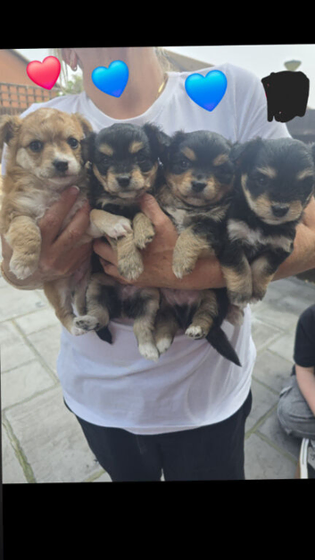 3 pups available pom x jackchi