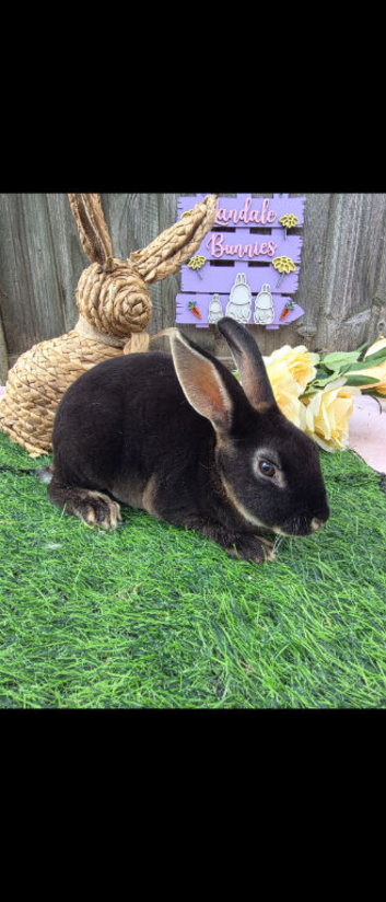 MINI REX BUCK READY