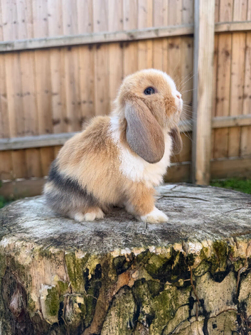 Mini lop doe