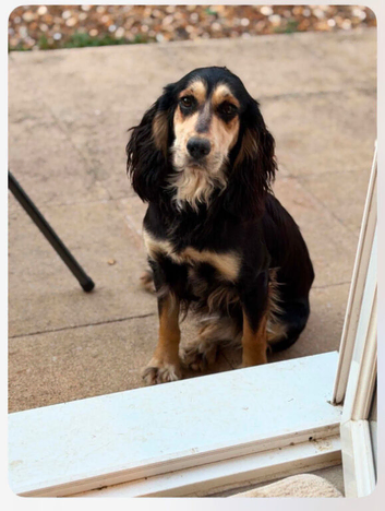 Kc cocker spaniel