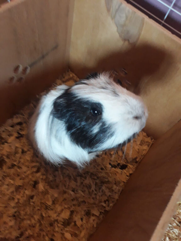 Dave the guinea pig