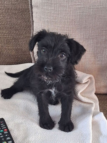 Beautifull jackapoo girl