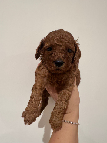 Red Cavapoos