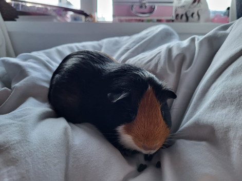 Trio of female Guinea pigs for sale