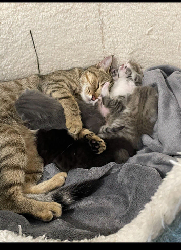 4 Kittens for sale