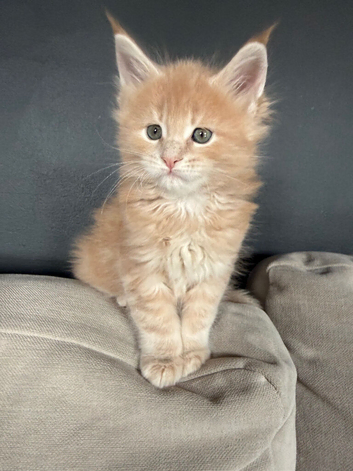Show quality Maine Coon kittens