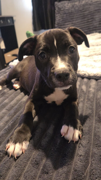 Staffy+cane corso